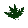 Clean dwarf weed